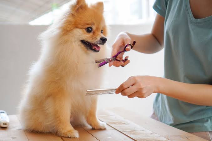 Everyday Care with Pet Grooming